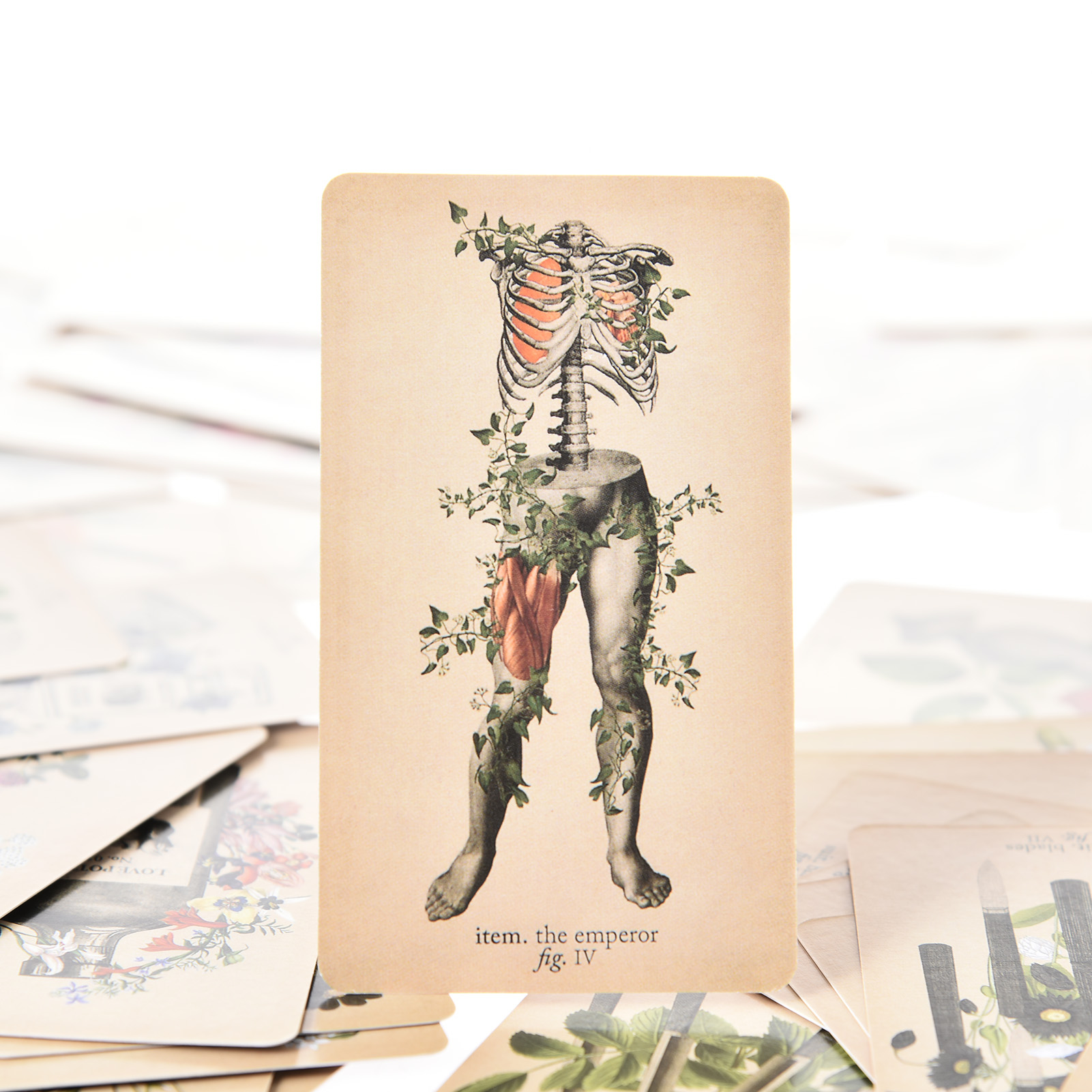 Les Cartes de Tarot « Anatomy  - Tarot Deck With Guidebook avis et prix